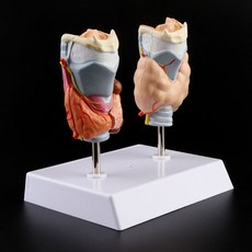 해부학 인체모형 인간의 갑상선 해부 병리 모델 정상 및 질병 병리 교육 리소스 도구