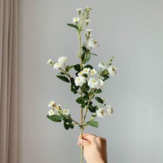 노란목향장미