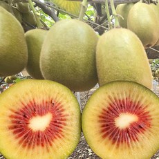 제주 서귀포 레드 키위 과일 kiwi Kiwi 래드키위, 1박스, 대과(80~95g내외) 3kg