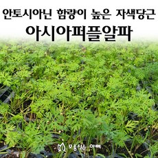 [모종심는아빠] 안토시아닌 함량이 높은 자색당근 아시아퍼플알파 모종, 모종72개(트레이한판), 1개