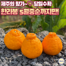 [당일수확]14brix 고당도 한라봉 2kg 3kg 5kg 서귀포 효돈 당도보장 산지직송 당도선별 가정용 한라봉에이드 한라봉쥬스 착즙쥬스 샐러드과일 제철과일, 1개, 한라봉 중과 5kg