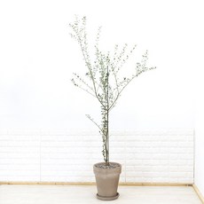 화수분 대형 올리브나무 이태리토분 카페식물 인테리어식물, 3. 네추럴형 이태리토분 모카색 31cm, 1개