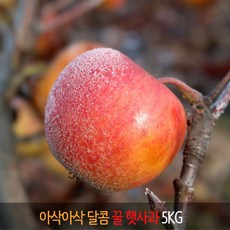 [더야채] 경남 거창 아삭 아삭 달콤한 꿀 햇 부사사과 5KG, (추천) 사과 5KG  21~25과