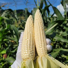 강원도 영월 명품 찰옥수수 중품(9cm이상) 상품(15cm이상) / 영월 초당옥수수 15cm이상, 영월찰옥수수, 20개