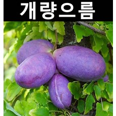 //상품명