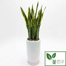  꽃친구 산세베리아 실내 거실 사무실 개업화분 축하화분 승진 집들이 선물 전국 당일배송 