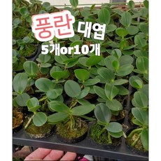 풍란-대엽-5개or10개/바람이 잘 통하는 곳을 좋아한다고 해서 풍난 석부작, 10개