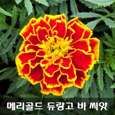 [해피플라워] 눈 건강 루테인 꽃차 만들기 메리골드 듀랑고 비 씨앗 300립 / 봄 여름 파종 꽃씨, 1개