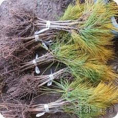 목하원예조경 황금소나무 접목1년특묘(10주묶음)