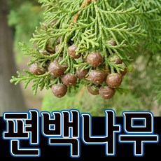 순희농장 편백나무 묘목3개묶음 포트 1m전후, 편백묘(30cm전후-3개), 1개