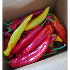 국내산) 농장직배송 트리벨리 파프리카 (신품종) 고당도파프리카, 1개, 1.5kg