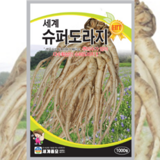 슈퍼도라지 (1000립) 씨앗 도라지 심기 텃밭 채소 씨앗 1개