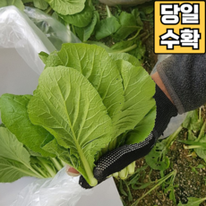 [당일수확] 어린 열무 아기 열무 공품 열무, 1박스, 얼갈이 배추 4kg