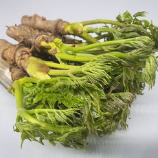 국내산 참두릅, 1개, 600g