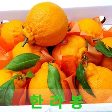 상큼한 한라봉10kg 제주 나주 한라봉, 한라봉10kg 45과내외(중과)