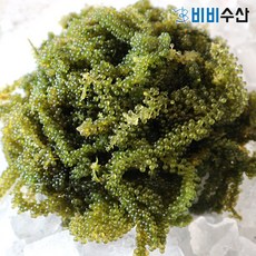 비비수산 프리미엄 바다포도 1팩, 1개, 100g