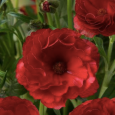 f718085a0cba8a49f1045f844e42377ff135d4c4bd1d53115db233ccf74a.png