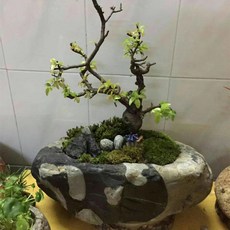 돌석재수반