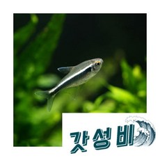 네온테트라 20마리, 1개