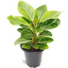 아침향기 공기정화식물 중형 대형 화분 중형몬스테라 특별할인, (중형) 뱅갈고무나무, 1개