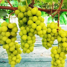 샤인머스켓나무