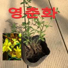 (성실농원)영춘화 묘목(포트) 10그루