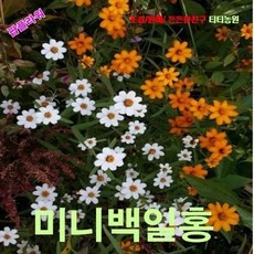 리네아미니