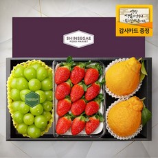 [백화점 설 선물세트 특가] 라라르떼 선물 세트 명절 추천 씨에스타10호 샤인머스캣(650g) 1입 + 금실딸기 350g 한라봉(300g) 2입 과일선물세트(보자기동봉)
