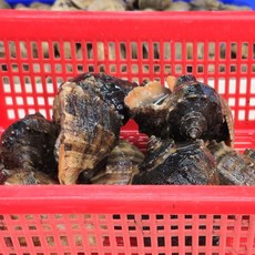 안면도 제철 자연산 참소라 소소 3kg/5kg/10kg 대용량, 참소라 소소3kg(60~90마리), 1개