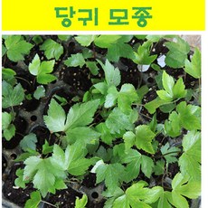 당귀모종