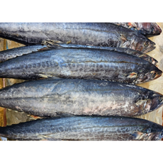 제주도 냉동 삼치 사이즈:대 반마리(한팩) 통통하고 싱싱한 삼치 맛있는 냉동 삼치 제철생선 엄격한 품질관리 간편한 조리 제주도 현지판매 삼치구이 삼치조림, 6개, 270g~369g 내외