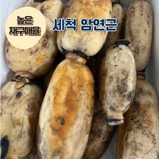[재구매율 높음] 잇모어웰 국내산 산지직송 세척 햇 암연근 연근조림, 1개, 2kg