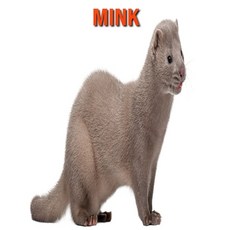 Mink: Amazing Facts about Mink Paperback, Independently Published, English, 9798551148869