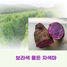 친환경 유기농 자색마 열대둥근마 [산지직송] 혼합1kg 2kg 3kg 5kg, 자색마혼합, 1kg, 1개