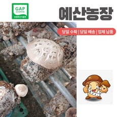 표고버섯 부용 GAP인증 <파지-소-특대-소+대> 생표고버섯 파지 디시용 식당용 추천용 육수용 파지 <소+대>” ><br /></a><br /><a href=