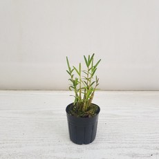 죽도석곡