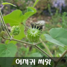 서울대입구원데이