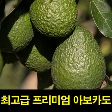 후숙아보카도