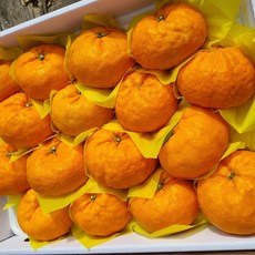 제주 감귤 달콤 청량한 환타맛 신품종 윈터프린스 3kg 5kg, 윈터프린스 4.5kg (15-20과), 2개