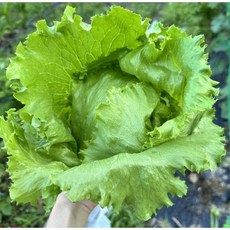 아삭하고 담백한 맛 산지직송 국내산 양상추, 12개, 500g