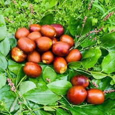 보은생대추 맛있는 대추, 26mm이하, 2kg, 일반포장
