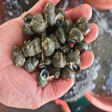 별의고동은사랑