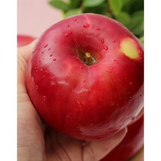 봉화 고랭지 꿀박힌 부사 5kg, 부사 26-28과
