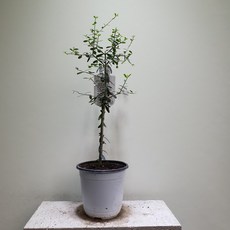 [공룡꽃식물원]명품 올리브나무 아르베키나 155