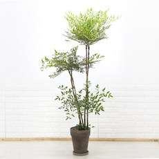 단풍이 예쁜 대형 남천나무 이태리토분세트 카페식물 신혼집화분 사계절식물, 5.독일토분 바솔트(그레이) 26cm