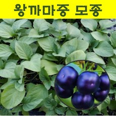 왕까마중