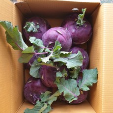 제주콜라비 담적에좋은음식 콜라비먹는법 콜라비다이어트, 5kg(6~9과)