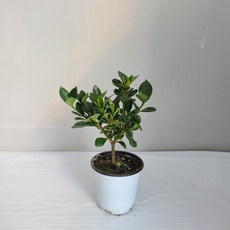 e583ab36390d6f0ca679a0d9ab6e095462bc29e9fc3645cc324327130553.jpg
