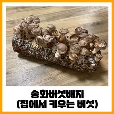 느타리버섯 인기 순위