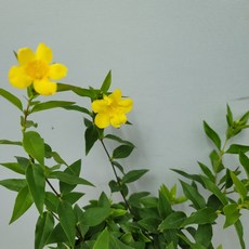 개나리자스민
